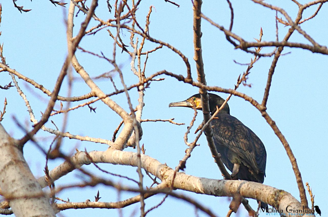 Il colore del Cormorano
